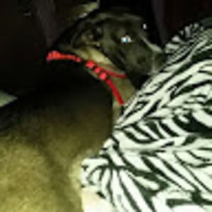 Meet your Posher, Morgan